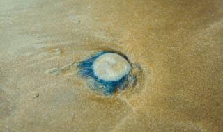 英仙座流星雨内蒙古可以看到么 8月12号英仙座流星雨