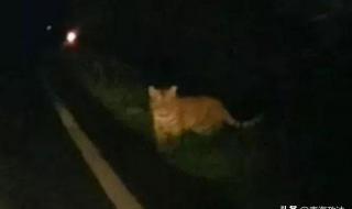 劳斯莱斯堵应急通道