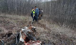 野生动物园熊咬死人