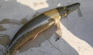 凶猛的食用鱼有哪些 十大凶猛淡水鱼