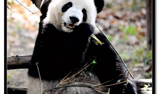 为什么网红大熊猫能得到这么多人的关注和喜爱 有关大熊猫的图片