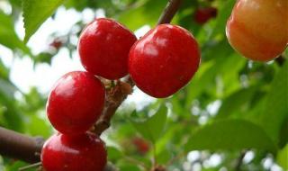 十三陵有几个景点 十三陵附近的陵园