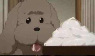 动物派对怎么双人玩 动物保护法怎么投票